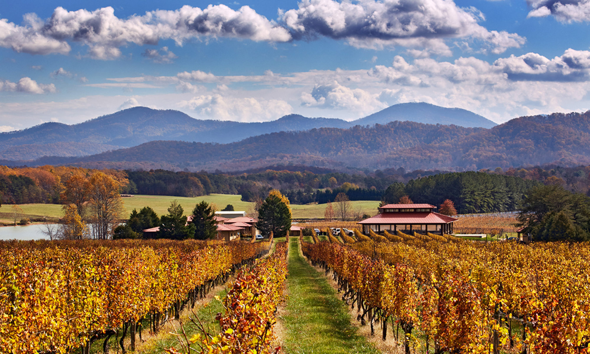 Autumnal Cabernet Sauvignon above the winery and tasting room of Afton Mountain Vineyards. Afton, Virginia, USA. [Monticello AVA]